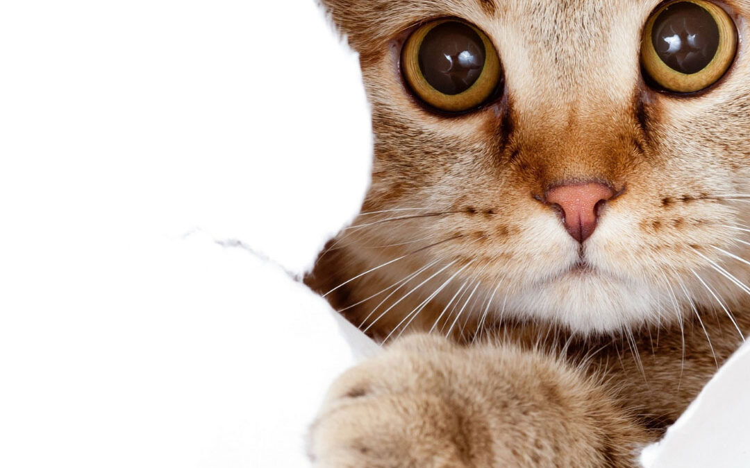 A ginger tabby cat with wide, curious eyes peeks through a ripped hole in a white paper background, extending one paw forward - www.callawayinsuranceagent.com